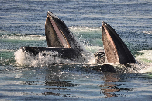 How Did Whales Get So Big?! - Science World